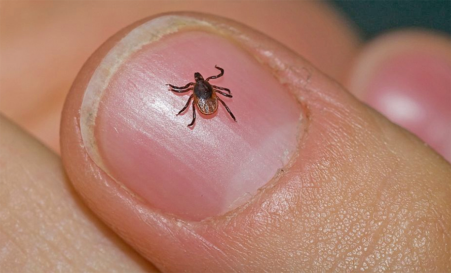 सल्यानका ८८ जनामा स्क्रबटाइफस सङ्क्रमण