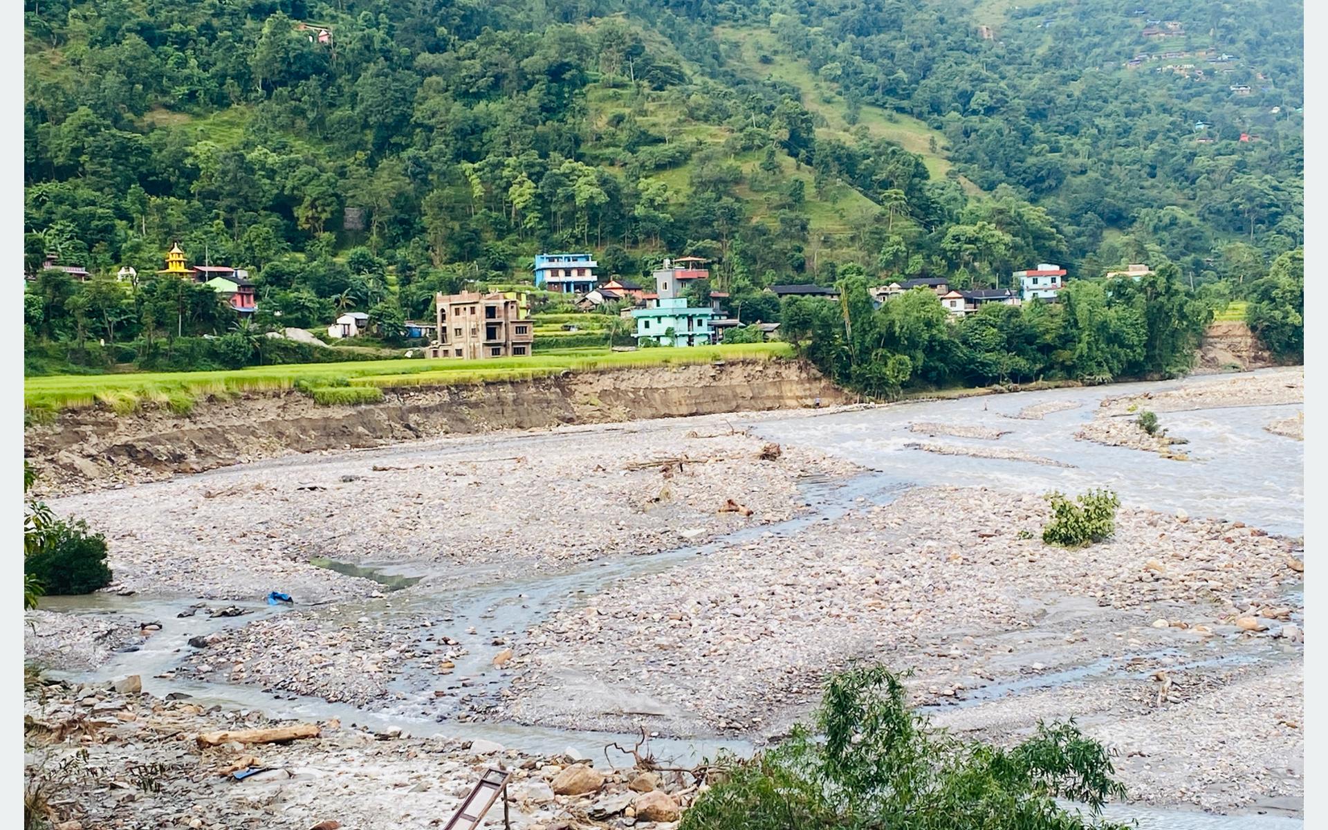 धान भित्र्याउने बेलामा बाढीले खेतै लग्यो