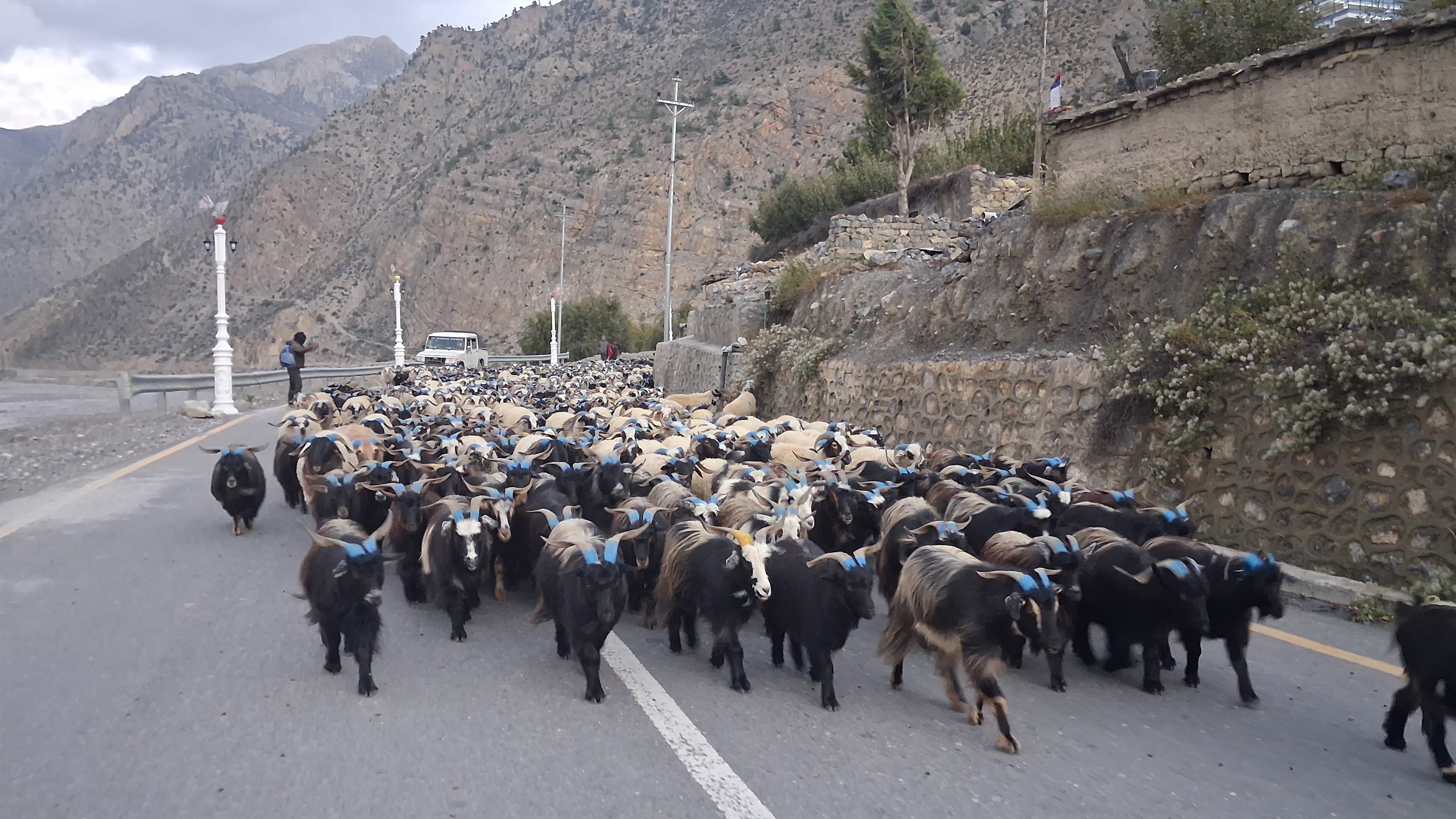 हिउँ छिचोल्दै मुस्ताङ आइपुगे डोल्पाका एक हजार भेडाच्याङ्ग्रा