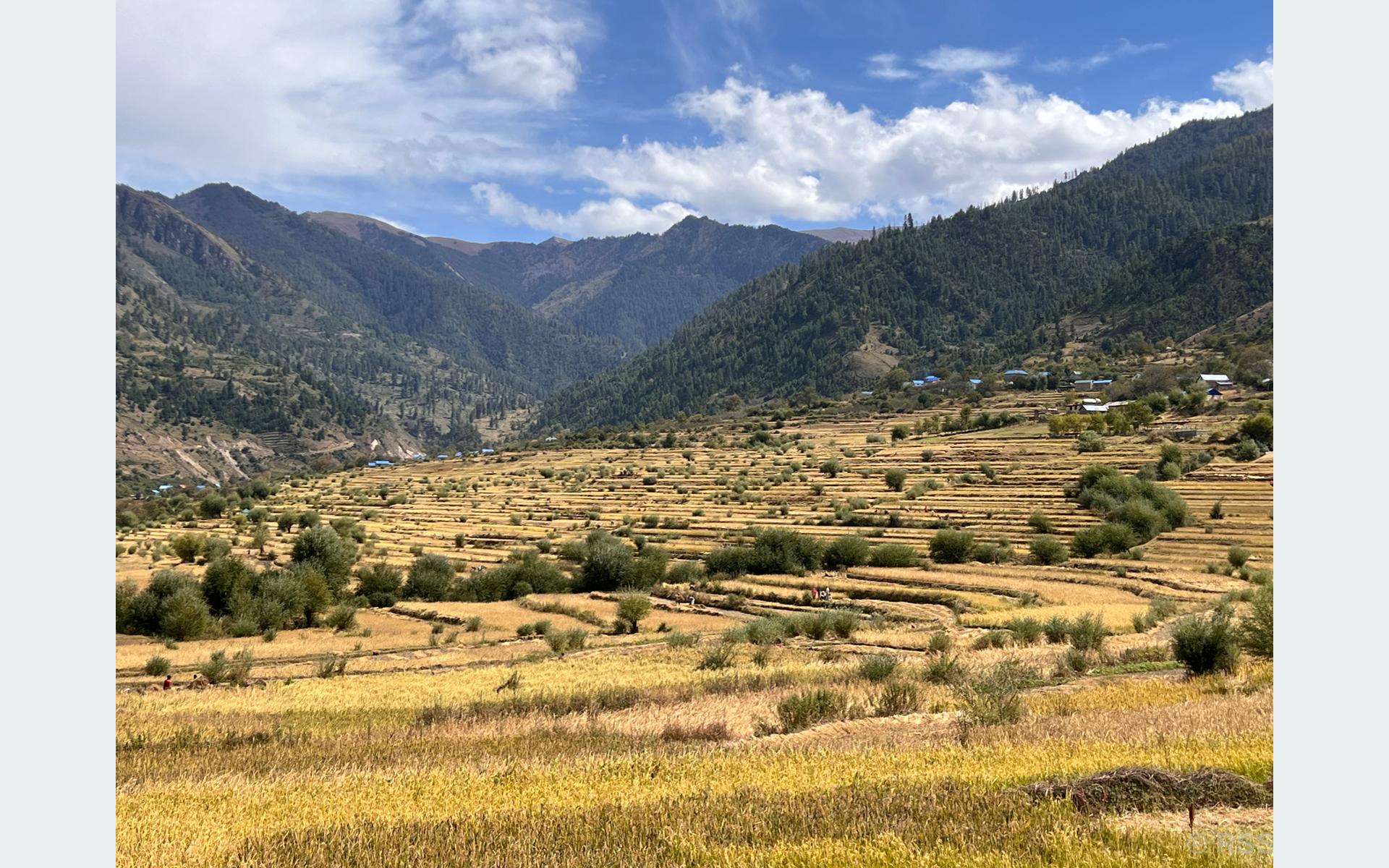 जुम्लामा मार्सीधान काट्ने चटारो
