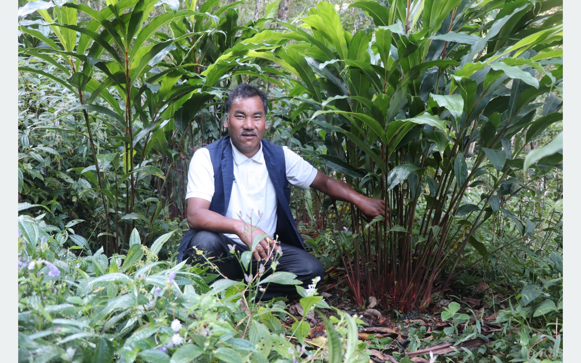 म्याग्दीमा व्यावसायिक अलैँची खेतीको परीक्षण सफल