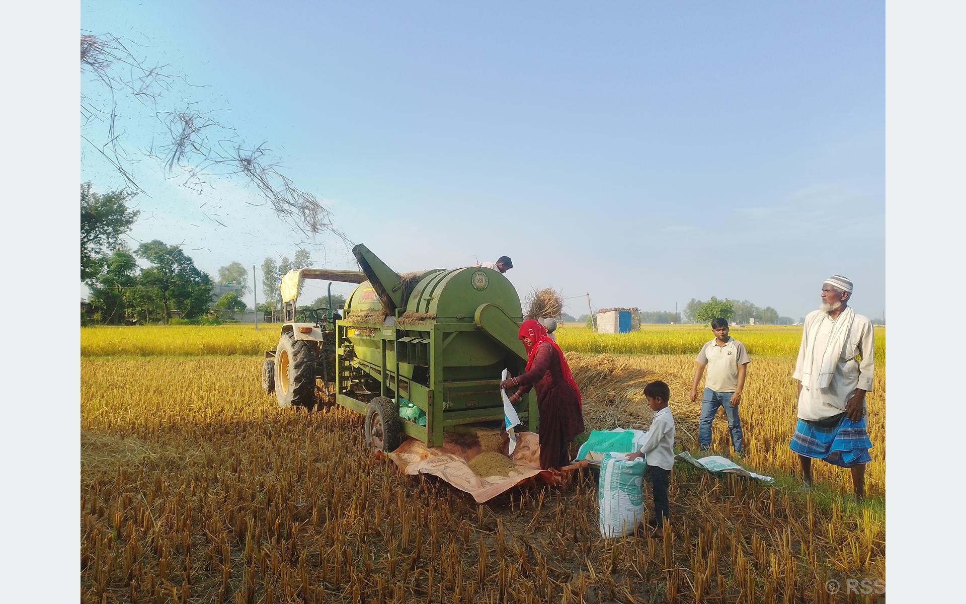 थ्रेसर मेसिन चलाएर गाउँमै स्वरोजगार, अमजतको कमाइ धानबालीको सिजनमा डेढ लाख