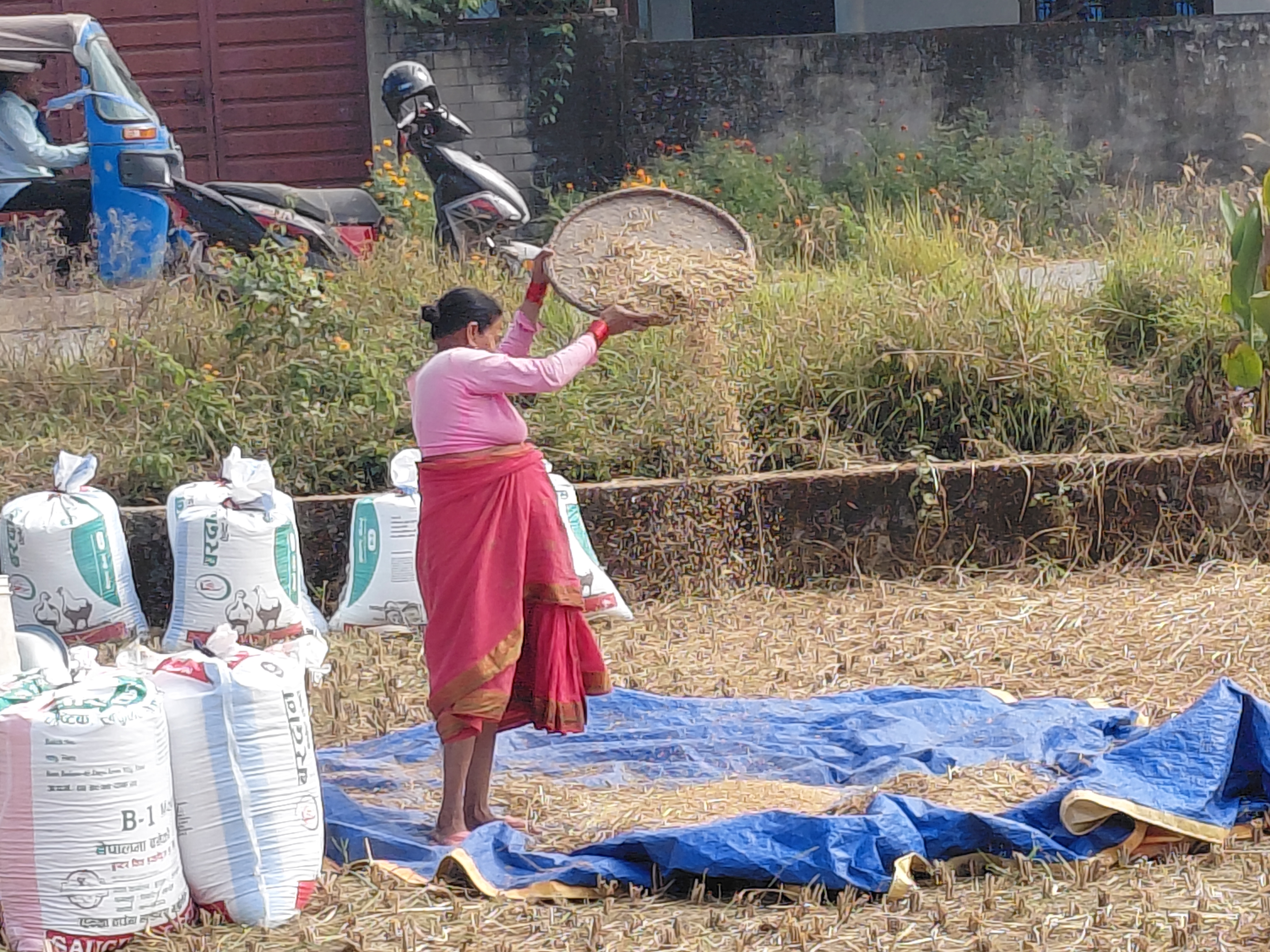 बेमौसमी वर्षाको डरले बाँके र दाङका किसानलाई धान भित्र्याउन भ्याइनभ्याई