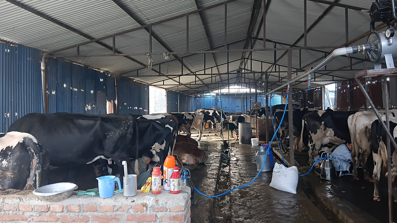 गाई-भैँसीपालनबाट मासिक १५ लाख बचत गर्छन् इन्जिनियर लामिछाने