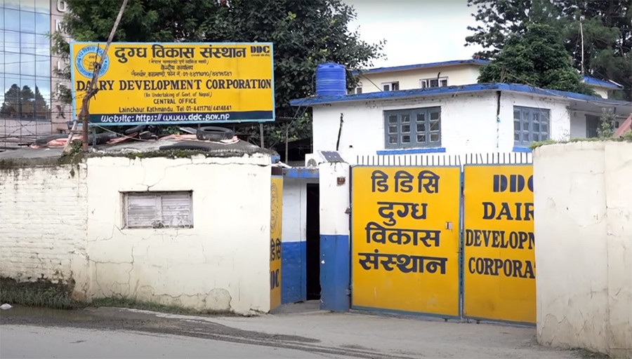 दुबईमा डीडीसीको घिउ निर्यात नियमित