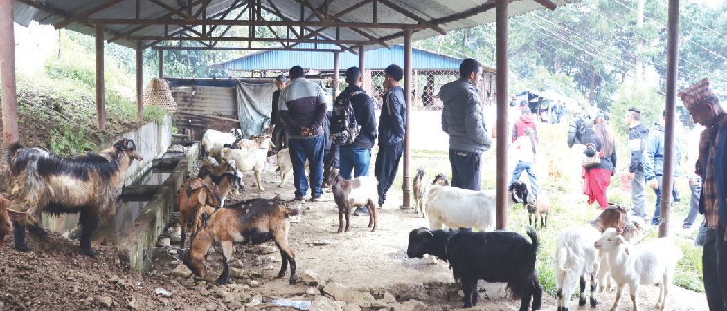 ताप्लेजुङमा दशैंका बेला खसीबोकाको मूल्य आकाशियो, प्रतिकिलो एक हजार रुपैयाँभन्दा बढी