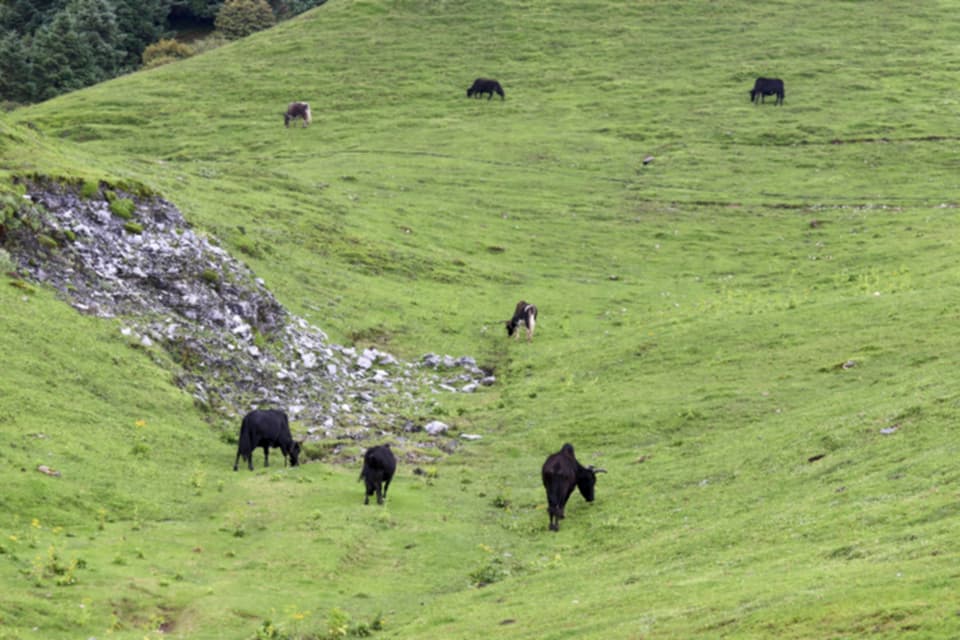 चरन क्षेत्रको अभावले बाँकेका पशुपालक किसान सङ्कटमा