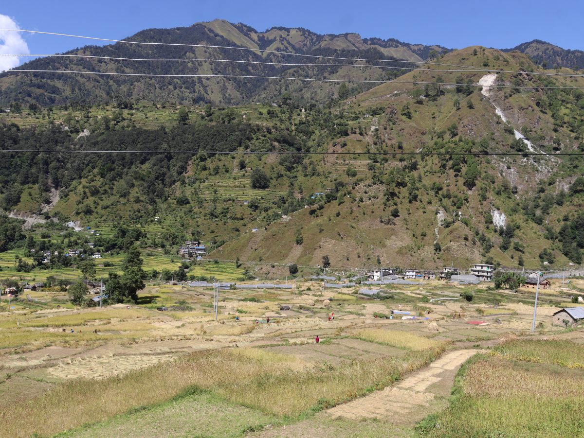दशैंको मुखमा किसानलाई धान भित्र्याउन भ्याइनभ्याइ