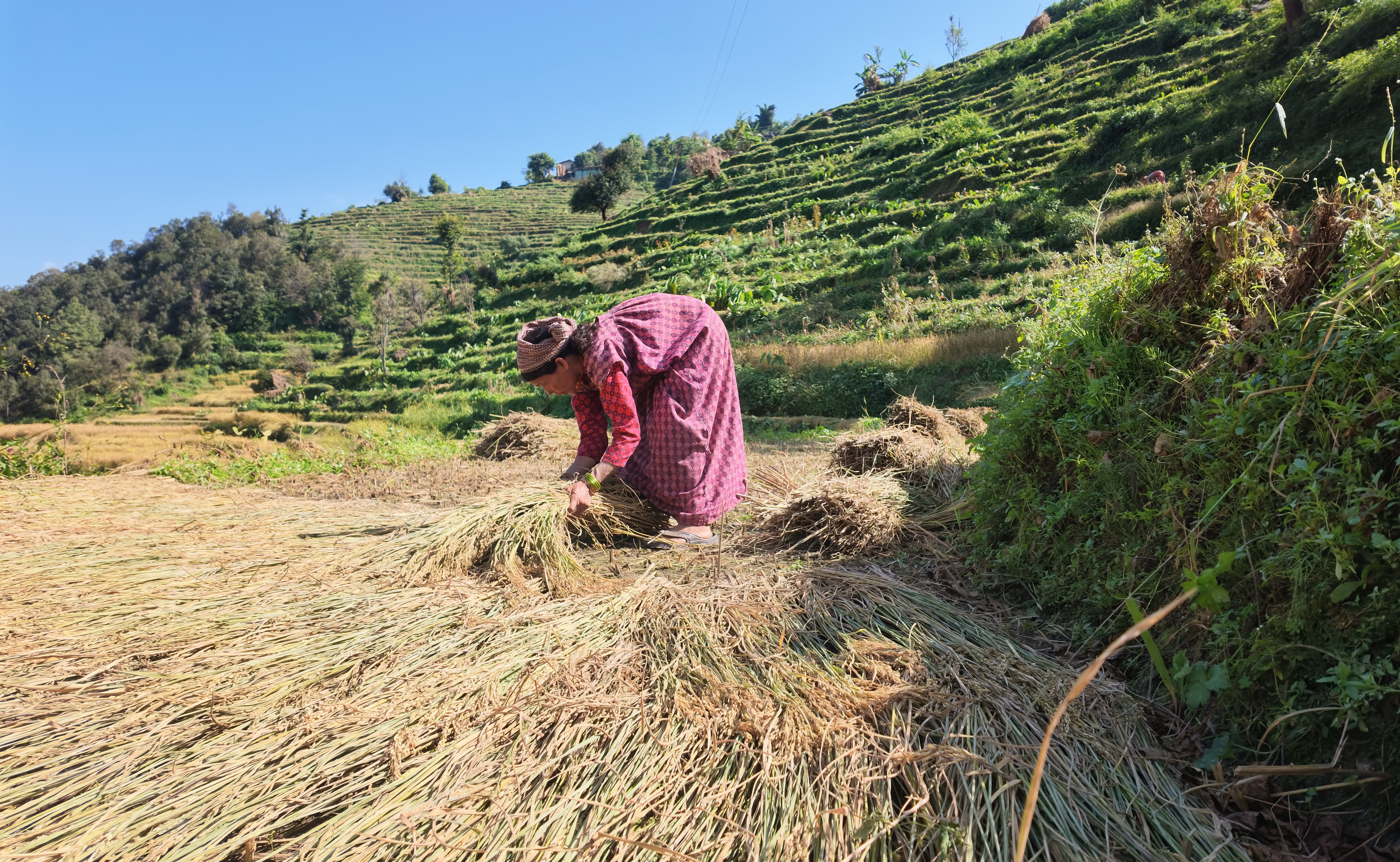 सहरमा दशैँको रौनक, बैतडीका किसानलाई भने धान भित्र्याउनै भ्याइनभ्याइ