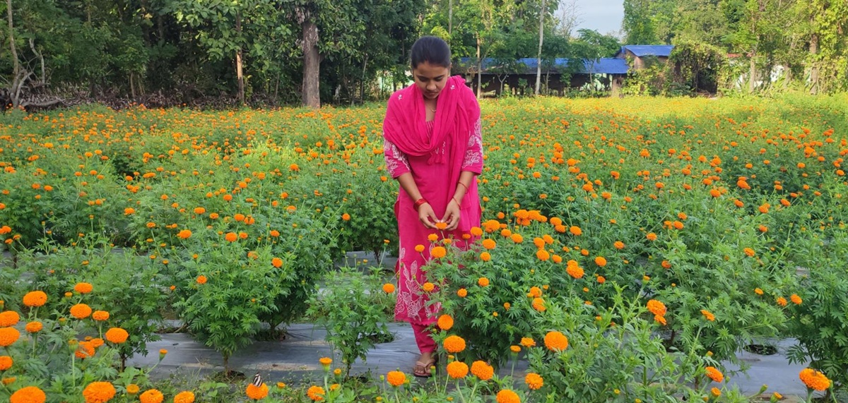 कञ्चनपुरमा कृषि जेटिए पढेकी मेघाको फूलखेती: चार कट्ठामा दुई हजार चार सय बोट सयपत्री