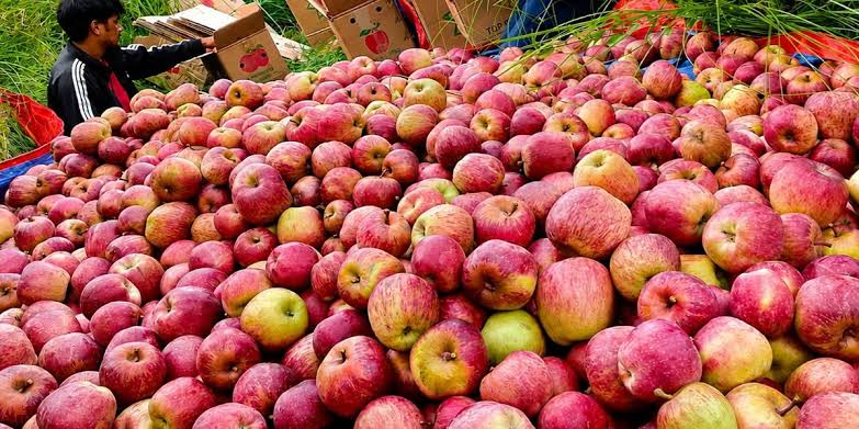 जुम्लाबाट सात हजार ३३० मेट्रिकटन स्याउ निर्यात