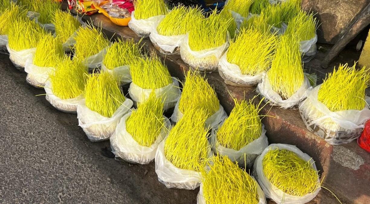 काठमाडौंमा बिक्रीमा जमरा: घटस्थापनामा जमरा राख्न नसक्नेहरूका लागि बन्यो सहज
