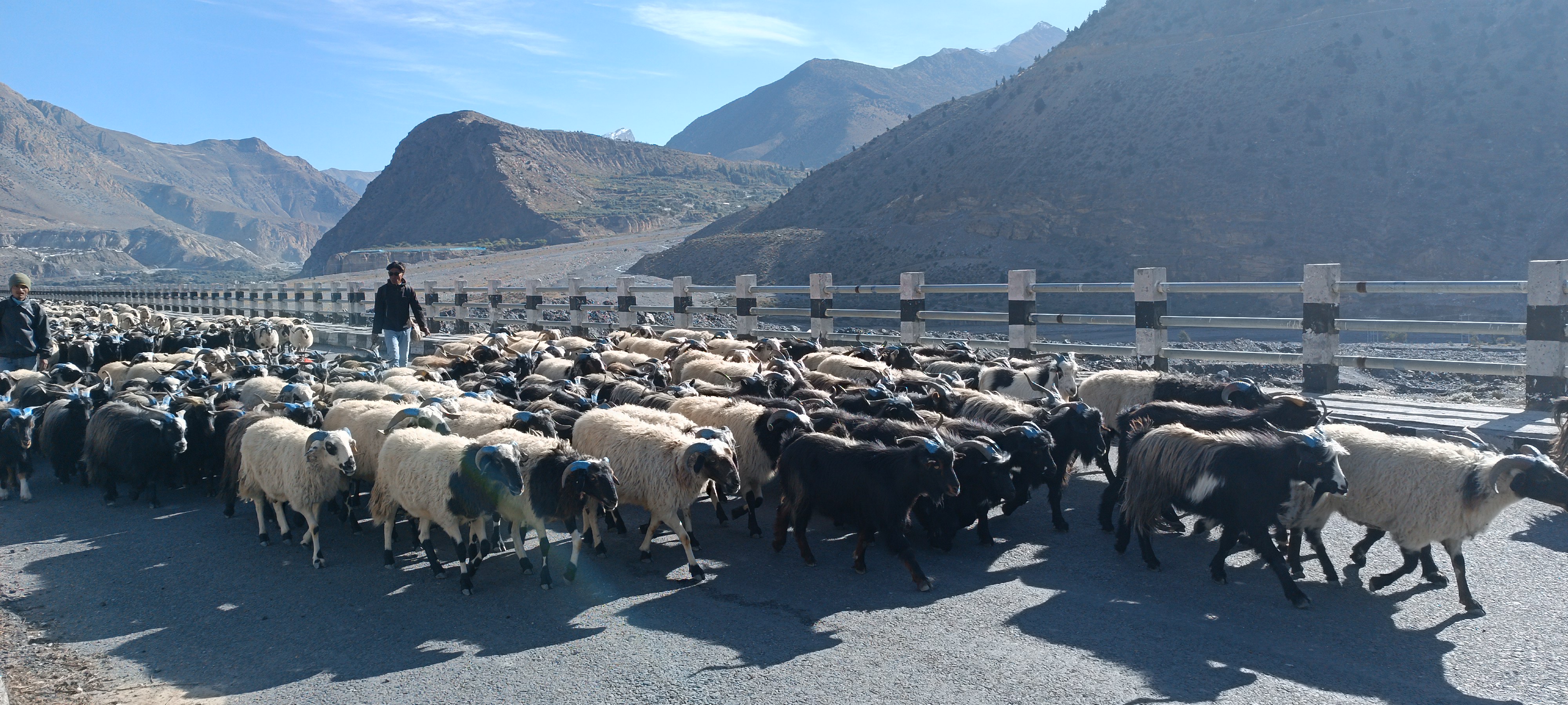 मुस्ताङ मार्ग हुँदै ३५ करोड रुपैयाँभन्दा बढीका भेडाच्याङ्ग्रा निकासी: दशैंमा जोमसोम मार्ग चलायमान