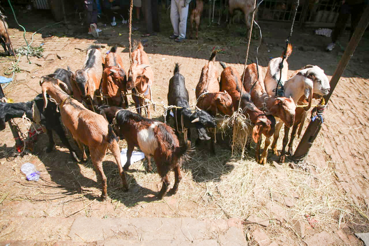 दशैं नजिकिएसँगै भृकुटीमण्डप खसी बजारमा चहलपहल: धमाधम भित्रिँदै खसी, बोका र च्यांग्रा