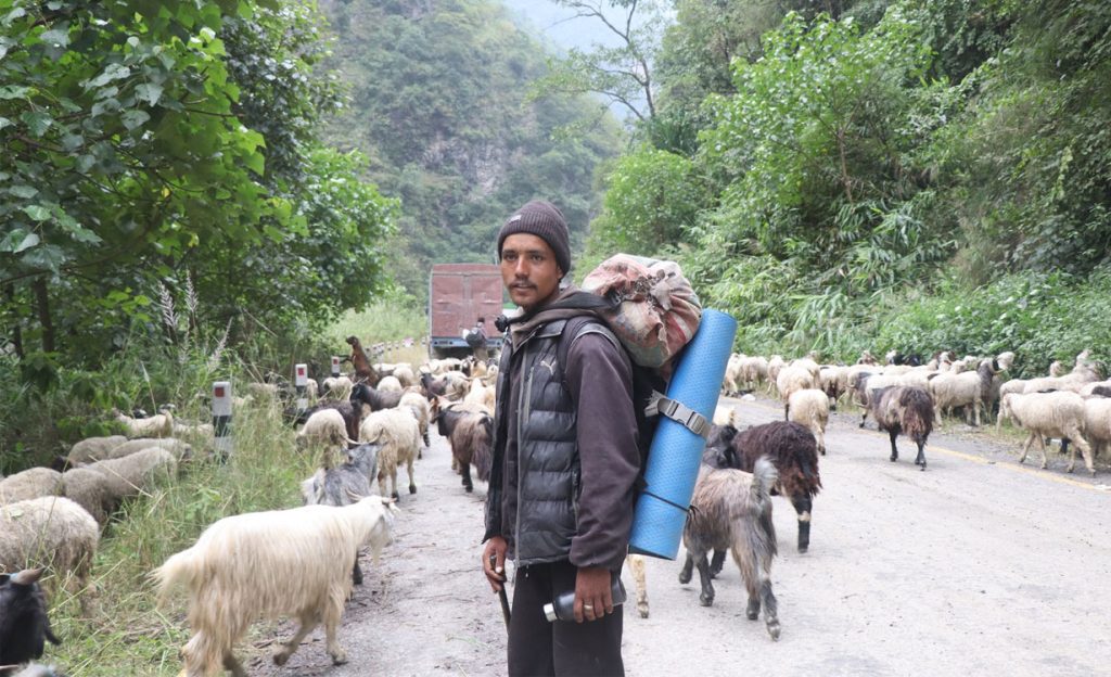भेडाच्याङ्ग्रा बेच्न ३५ दिनको यात्रा, छैन बजारको टुङ्गो