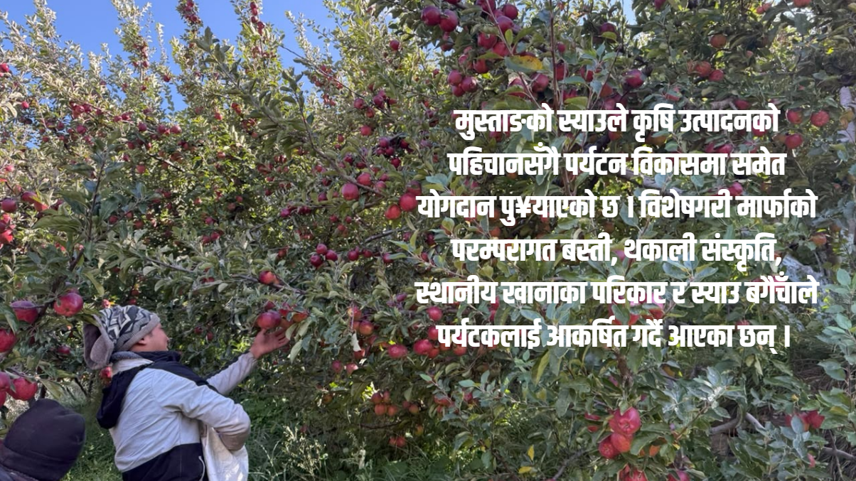 हिमालपारी ‘झ्याउ’ मानिएको ‘स्याउ’ले कसरी बदल्यो जीवनस्तर ?
